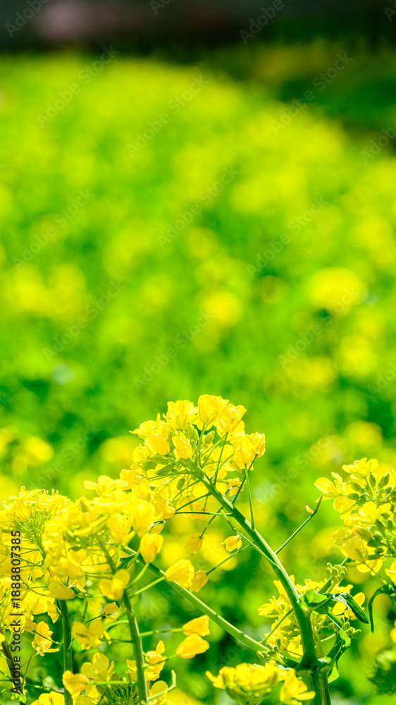 Obraz premium 菜の花