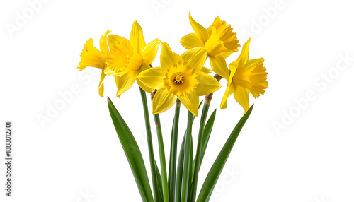 daffodils isolated on white