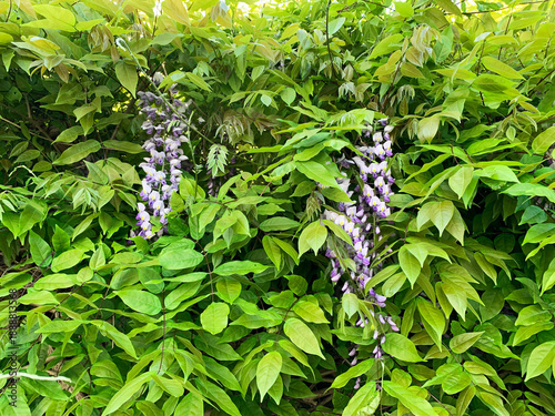 Wisteria blossoms. A wall of leaves and purple flowers in spring