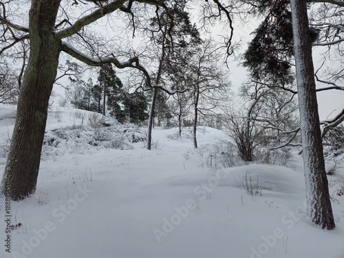 A glimpse of a rocky clearing among the forest trees after a heavy snowfall on a winter morning.