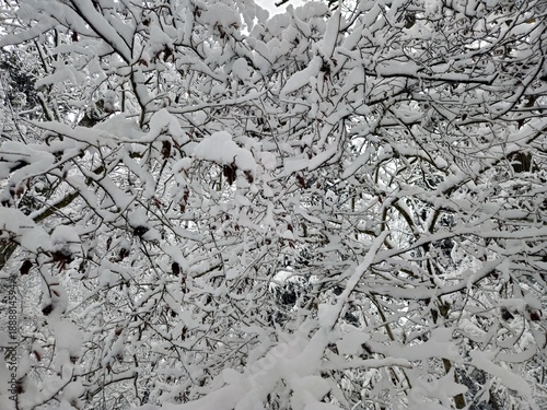 The dense tangle of tree branches in the forest completely covered after a snowfall in winter.