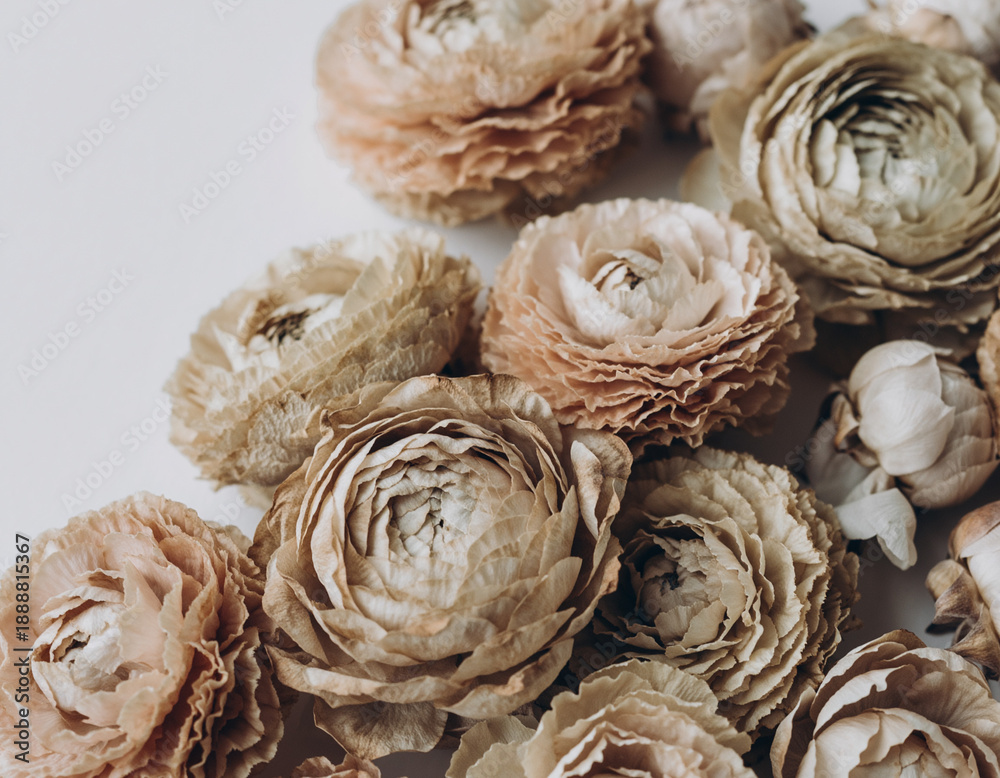 Fototapeta premium Dried Ranunculus Flowers