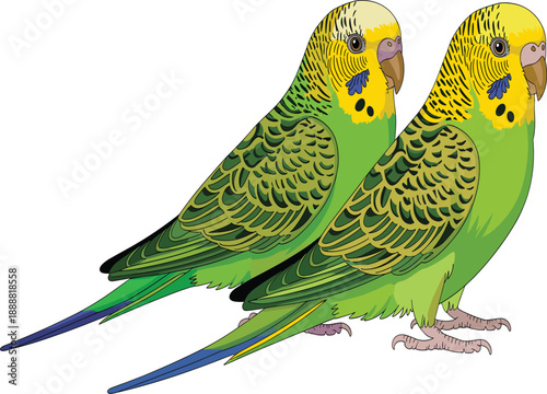 Two colorful budgerigar parrots vector illustration isolated on white background realistic pet bird design for nature wildlife and aviary themes