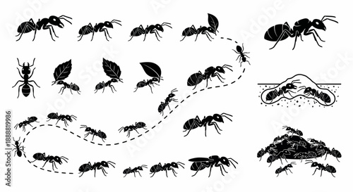 Set of Black Silhouette Ants and Ant Trail Collection Vector Illustration, Marching Ants Silhouettes, Ant Colony Line Trail and Carrying Leaf Icons Pack
