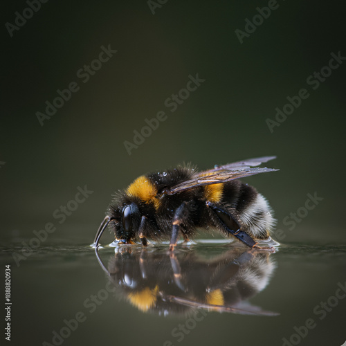 Bee Death Pollution Concept
