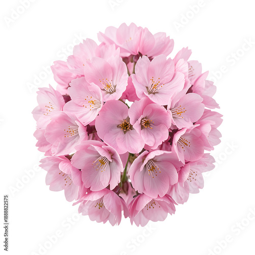 Cluster of soft pink cherry blossom flowers in full bloom, isolated on transparent background, png