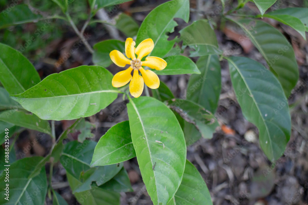 Obraz premium Natural flower landscaping in home garden