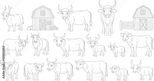 Cows and Bulls on Farm with Barns