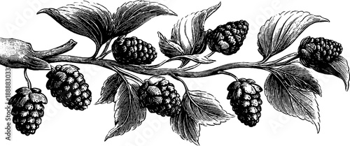 Vintage 19th century botanical engraving of alder branch with cones