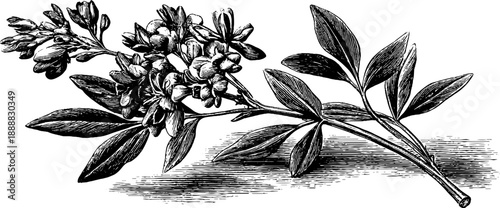 Vintage botanical engraving of alfalfa forage crop illustration for design and educational use