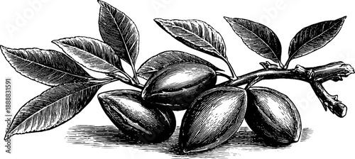 Almond seed botanical study from the 19th century for vintage design and decoration