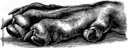 Vintage animal paw anatomy illustration in 19th century botanical style
