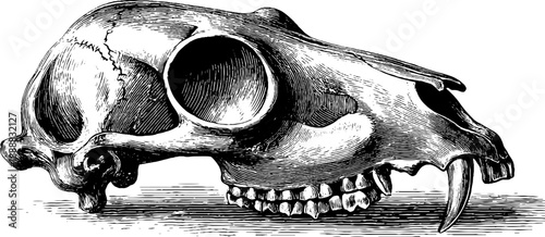 Vintage engraving of animal skull in forest setting