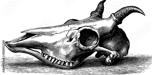 Vintage animal skull illustration for natural history and botanical design