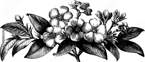 Anonymous botanical portrait in vintage catalogue style