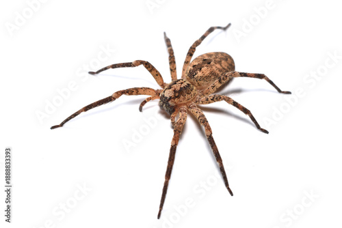 Fotografija Closeup of the infamous but harmless Mediterranean Nosferatu or Spiny False Wolf Spider Zoropsis spinimana, found in Germany and photographed on white background