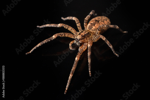 Closeup of the infamous but harmless Mediterranean Nosferatu or Spiny False Wolf Spider Zoropsis spinimana, found in Germany and photographed on black background.