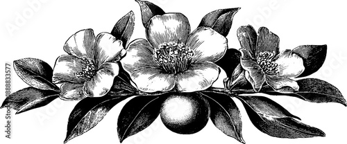 Antique botanical floral design with framed mirror concept - vintage engraving for wall art decoration