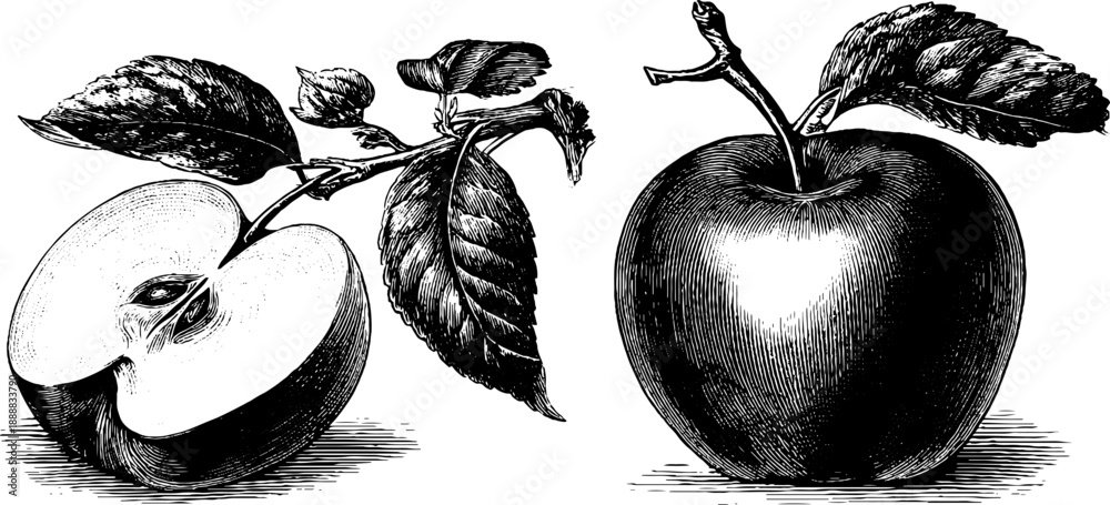 Fototapeta premium Vintage botanical illustration of whole and cut apple from the 19th century