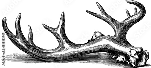 Vintage botanical engraving of 19th century antler shed bone specimen for design and education