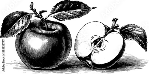 Vintage 19th century botanical illustration of whole and cut apple fruit