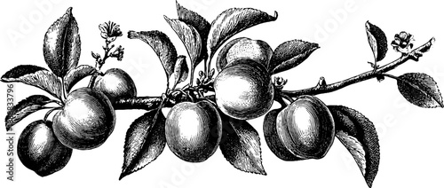 Vintage botanical illustration of apricot branch with fruit and leaves