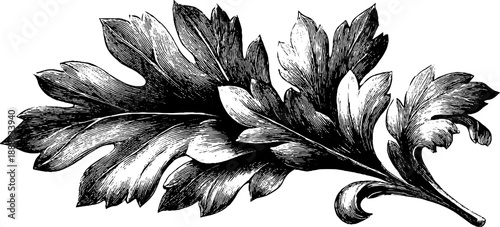 Vintage architectural ornament acanthus leaf engraving for botanical design and decor