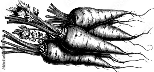 Vintage arrowroot tuber botanical illustration for retro design