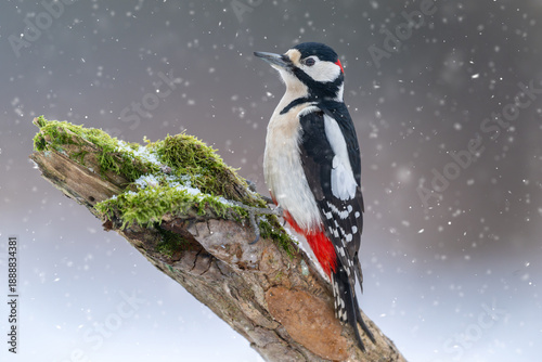 Wallpaper Mural Great Spotted Woodpecker ( Dendrocopos major ) Torontodigital.ca