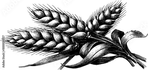 Vintage botanical illustration of barley ears for design and decoration