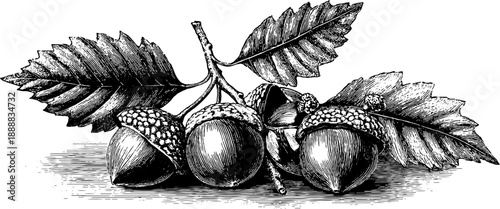 Beech nut seed botanical sketch for retro design and nature study