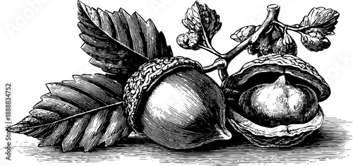 Vintage beech nut seed botanical illustration for design and decoration