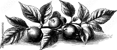 Vintage botanical engraving of beech nut seed with leaves - hand-drawn nature illustration for design