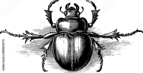 Vintage botanical beetle specimen engraving from 19th century - top view design for print and poster