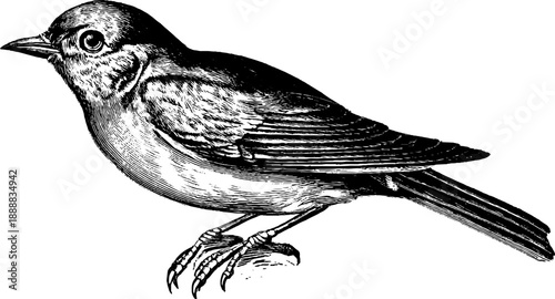 Vintage bird anatomical reference plate for botanical study and artistic design