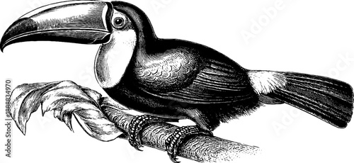 Vintage botanical illustration of 19th century bird beak morphology study featuring toucan