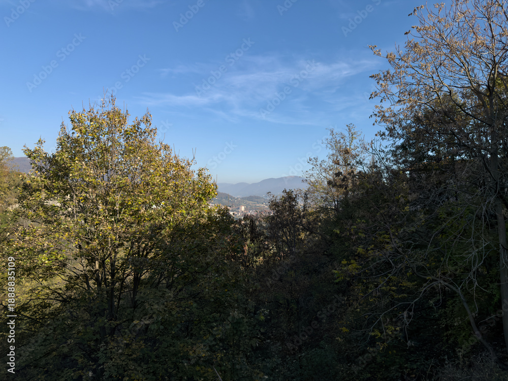 Obraz premium trees and sky