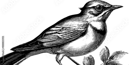 Detailed botanical bird anatomy with vintage engraved 19th century style for nature lovers