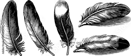 Vintage botanical engraving of bird feather arrangement for artistic design