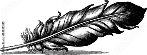 Detailed vintage botanical engraving of a bird feather from the 19th century
