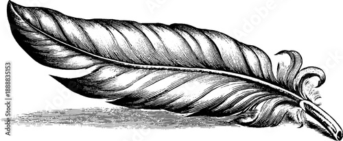 Detailed botanical illustration of bird feather barbule with vintage 19th century engraving style