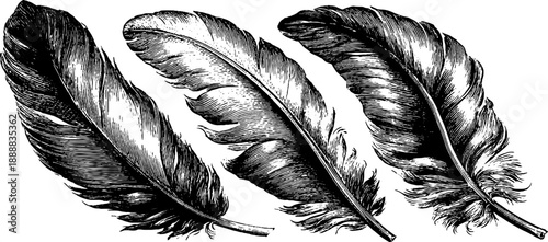 Vintage botanical engraving of bird plumage patterns from 19th century study