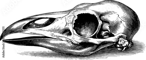 Detailed botanical engraving of bird skull for anatomical study and vintage design