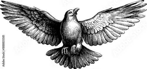 Vintage 19th century botanical engraving of bird wing in flight for design