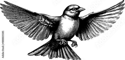 Vintage 19th century botanical engraving of bird wing in flight