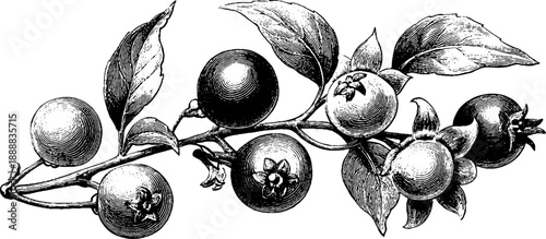 Bittersweet nightshade plant anatomy in vintage botanical engraving for educational poster design