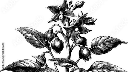 Bittersweet nightshade botanical anatomy vintage plant design for botanical art