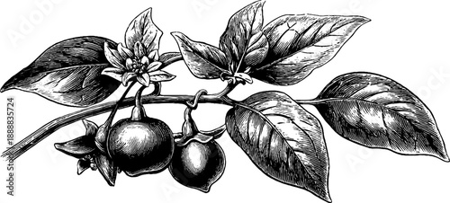 Bittersweet nightshade plant anatomy - vintage botanical art for nature design