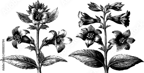 Detailed study of black henbane plant - vintage botanical engraving