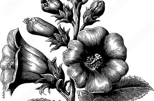 Black henbane plant study - vintage botanical engraving from the 19th century